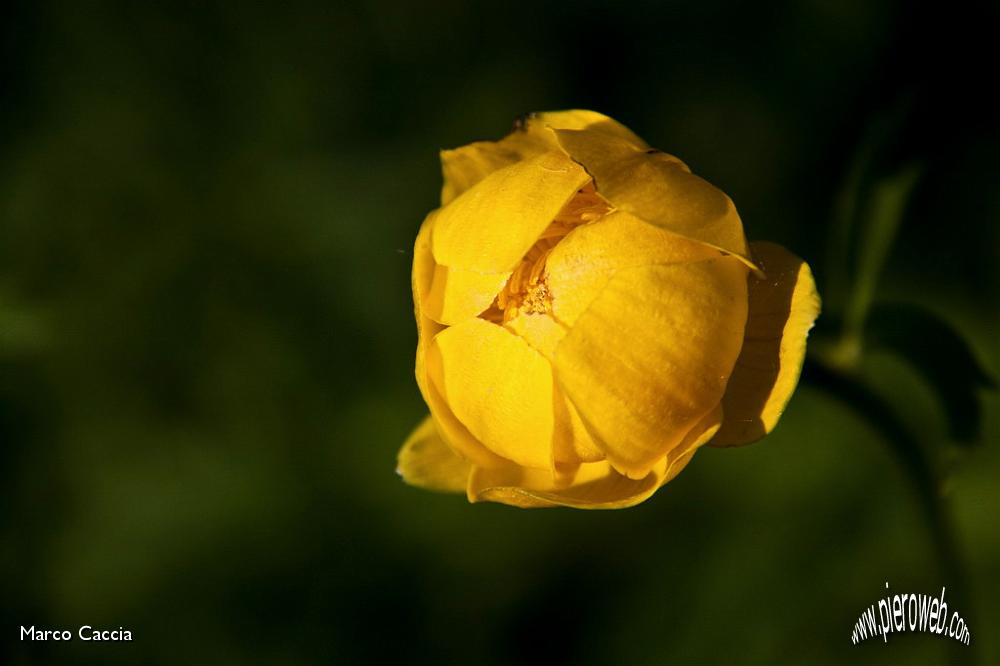 04_Botton d'oro.jpg